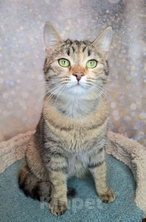 Кошки в Москве: Важена будет на выставке-пристройстве в Москве Девочка, Бесплатно - фото 8