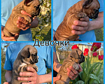 Собаки в Новочеркасске: Французский бульдог щенки Девочка, 25 000 руб. - фото 1