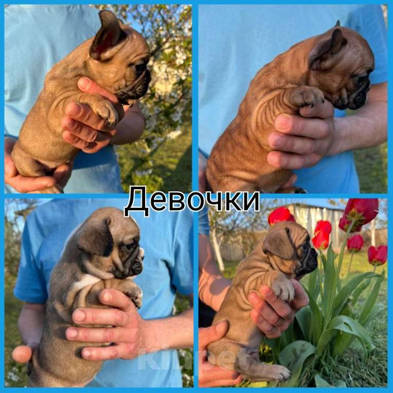 Собаки в Новочеркасске: Французский бульдог щенки Девочка, 25 000 руб. - фото 1