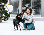 Собаки в Москве: Невероятно ласковый мальчик Деймонд ищет дом! Мальчик, Бесплатно - фото 6
