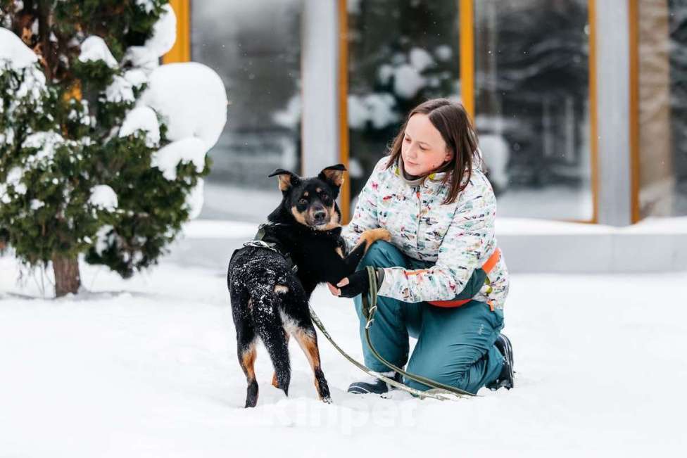 Собаки в Москве: Невероятно ласковый мальчик Деймонд ищет дом! Мальчик, Бесплатно - фото 6