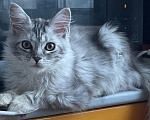 Кошки в Москве: Котенок мейн-кун Девочка, 35 000 руб. - фото 4