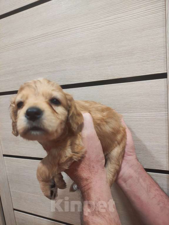 Собаки в других городах Ставропольского края: В добрые руки  Девочка, Бесплатно - фото 2