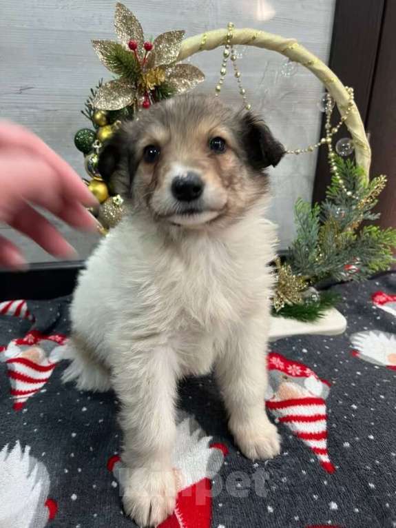 Собаки в Москве: Чудесная малышка Снежа ищет дом. В добрые руки. Девочка, Бесплатно - фото 1