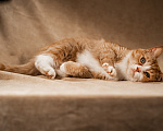 Кошки в Клине: Базилио — ласковый и скромный котик Мальчик, Бесплатно - фото 5