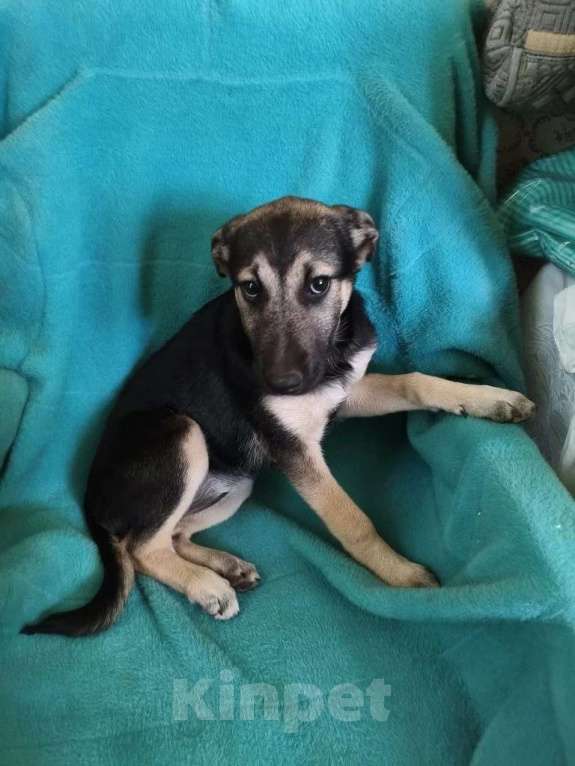 Собаки в Санкт-Петербурге: Маленькая Лила ищет большую и любящую семью Девочка, Бесплатно - фото 1