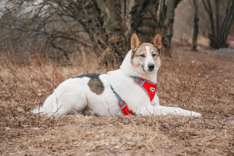 Собаки в Москве: Миндаль - для того, кто хочет помочь Мальчик, Бесплатно - фото 3