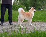 Собаки в Краснодаре: Японская Акита Девочка, 15 000 руб. - фото 1