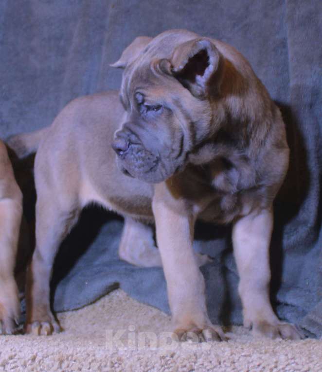 Собаки в Москве: Красивые форментинцы  Мальчик, 80 000 руб. - фото 6