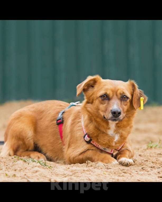 Собаки в других городах Московской области: Нежная Люси ищет дом Девочка, Бесплатно - фото 10