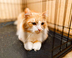 Кошки в Москве: Самый ласковый в мире молодой котик Рон ищет дом и доброе сердце Мальчик, 10 руб. - фото 1
