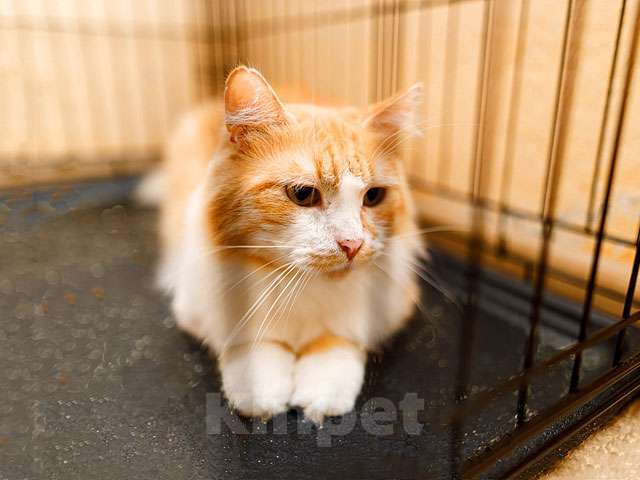 Кошки в Москве: Самый ласковый в мире молодой котик Рон ищет дом и доброе сердце Мальчик, 10 руб. - фото 1
