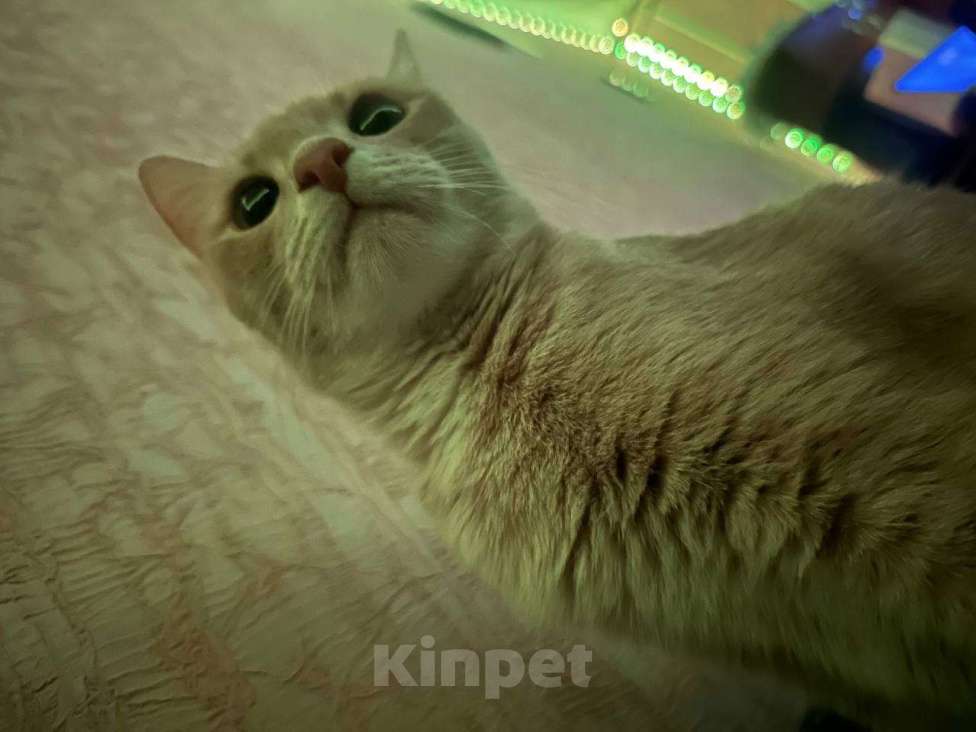 Кошки в Серпухове: Кошечку в добрые руки  Девочка, Бесплатно - фото 5