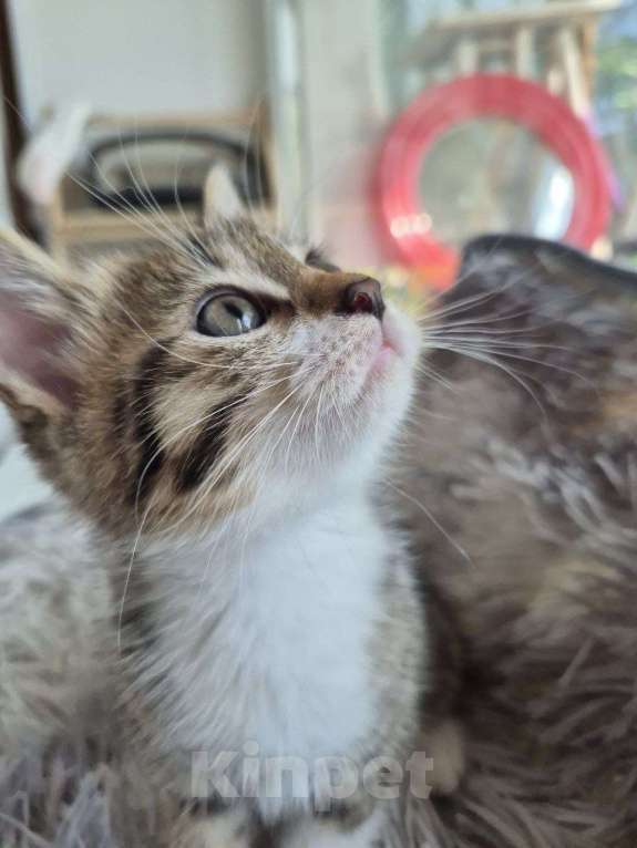 Кошки в Саратове: Котёнок Мальчик, Бесплатно - фото 5