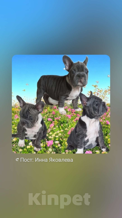 Собаки в Москве: Девочка голубая триндл Девочка, 200 000 руб. - фото 1