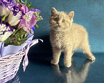 Кошки в Старом Осколе: Милый котик ищет владельца ( в качестве домашнего любимца) Мальчик, 60 000 руб. - фото 4
