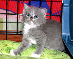 Кошки в Калуге: Серебристая малютка. Котенок в добрые руки. Девочка, Бесплатно - фото 1