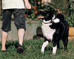 Собаки в Климовске: Лайка Малыш ищет дом Мальчик, 1 руб. - фото 3
