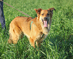 Собаки в Сергиеве Посаде: Солнечный Бучик ищет дом! Мальчик, Бесплатно - фото 9