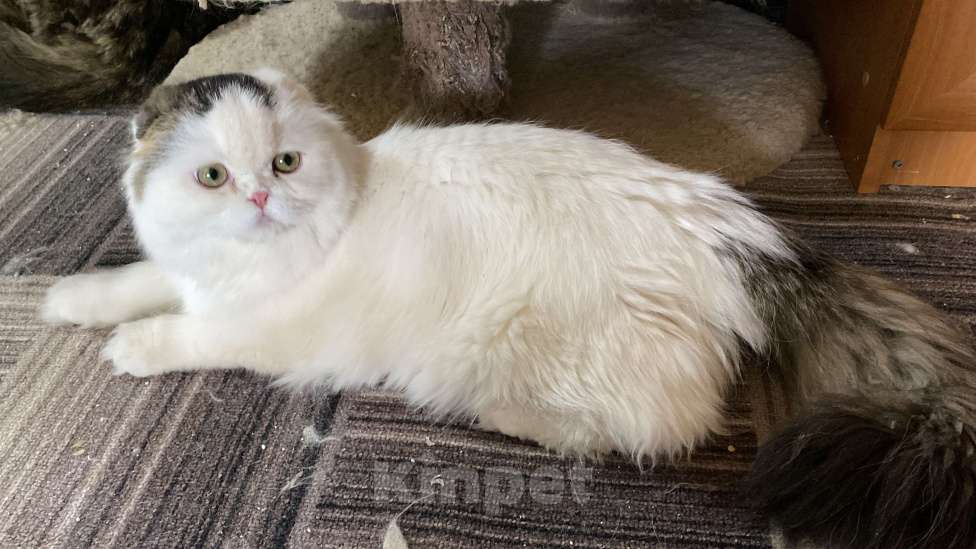 Кошки в Калуге: Елисей. Мальчик, 20 000 руб. - фото 3