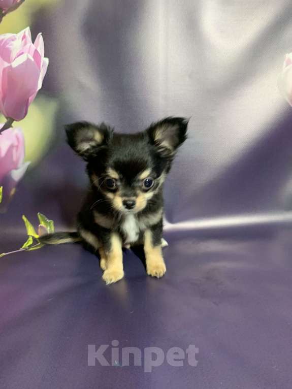 Собаки в Москве: Щенок чихуахуа, мальчик, длиношерстный.  Мальчик, 65 000 руб. - фото 2