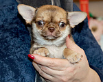 Собаки в Москве: Курносая красотка с РЕДКИМ нарядным окрасом Девочка, 55 000 руб. - фото 4
