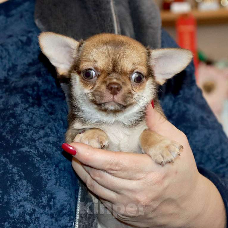 Собаки в Москве: Курносая красотка с РЕДКИМ нарядным окрасом Девочка, 55 000 руб. - фото 4