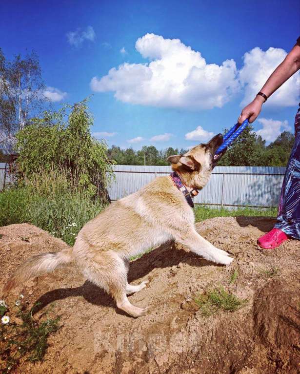 Собаки в Москве: Алиса ищет дом Девочка, Бесплатно - фото 10