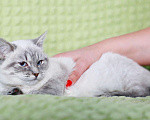 Кошки в Москве: Халва чудесный тайский котенок в добрые руки Девочка, Бесплатно - фото 2