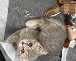 Кошки в Саранске: Отдаю котёнка за символическую сумму Девочка, 1 000 руб. - фото 1