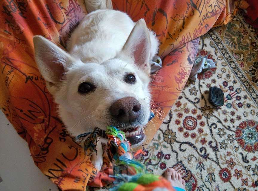 Собаки в Москве: В добрые руки Чиффа, собака, о которой мечтают, но редко находят Девочка, 10 руб. - фото 5