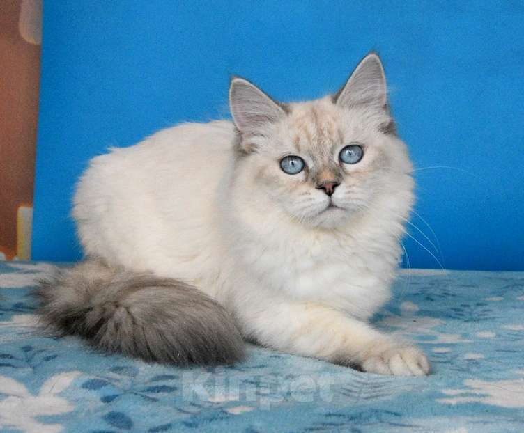 Кошки в Москве: Синеглазая красавица Девочка, Бесплатно - фото 5