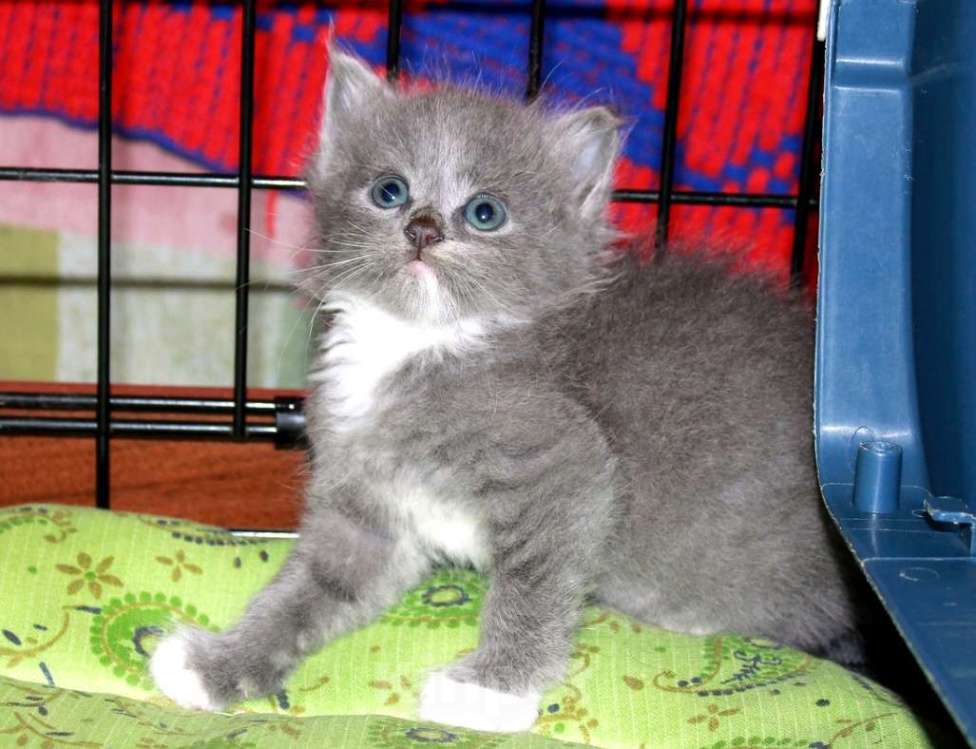 Кошки в Калуге: Серебристая малютка. Котенок в добрые руки. Девочка, Бесплатно - фото 1