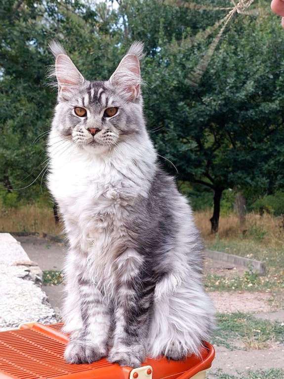 Кошки в Смоленске: Котята мейн-кун Девочка, 60 000 руб. - фото 1