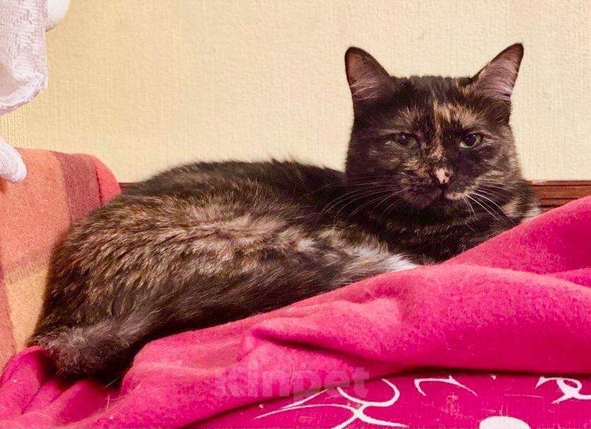 Кошки в Москве: Кошечка Джесси чувствительная скромница в добрые руки Девочка, Бесплатно - фото 4