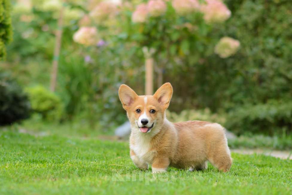 Собаки в Воронеже: Щенки Вельш Корги Пемброк Мальчик, 80 000 руб. - фото 2