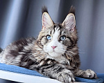 Кошки в Москве: Котёнок мейн-кун Veyron Molly — голубоглазая принцесса с плюшевыми щёчками и королевскими кисточками Девочка, 150 000 руб. - фото 7