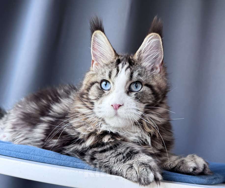 Кошки в Москве: Котёнок мейн-кун Veyron Molly — голубоглазая принцесса с плюшевыми щёчками и королевскими кисточками Девочка, 150 000 руб. - фото 7