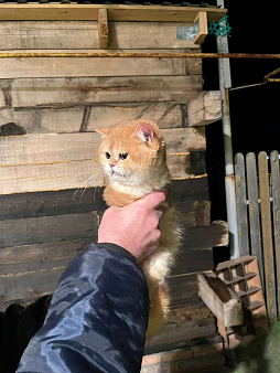 Объявление: Британская Короткошерстная, Бесплатно, Самара