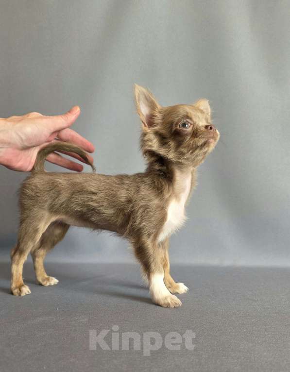 Собаки в других городах Московской области: Девочка чихуахуа д/ш Девочка, 50 000 руб. - фото 2