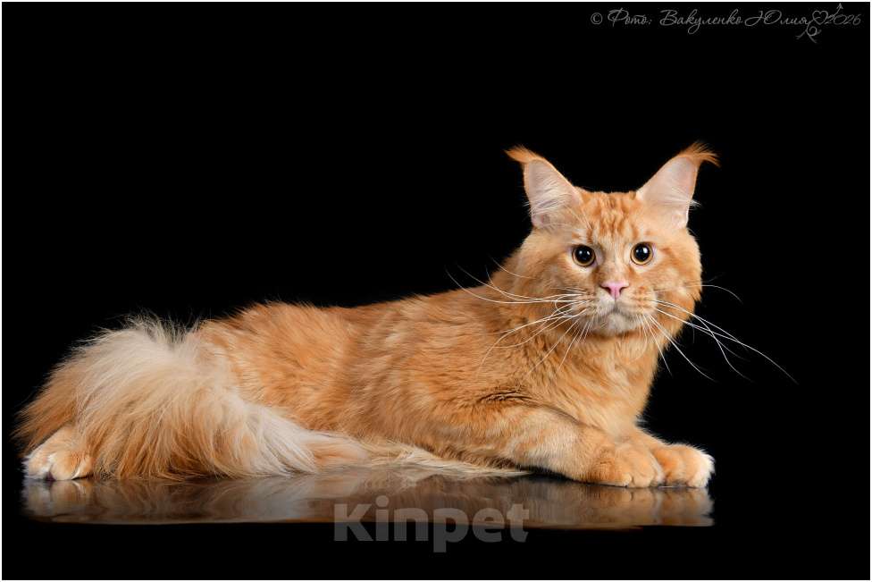 Кошки в Кисловодске: Питомник AnElKron, продажа котят Мальчик, 80 000 руб. - фото 9