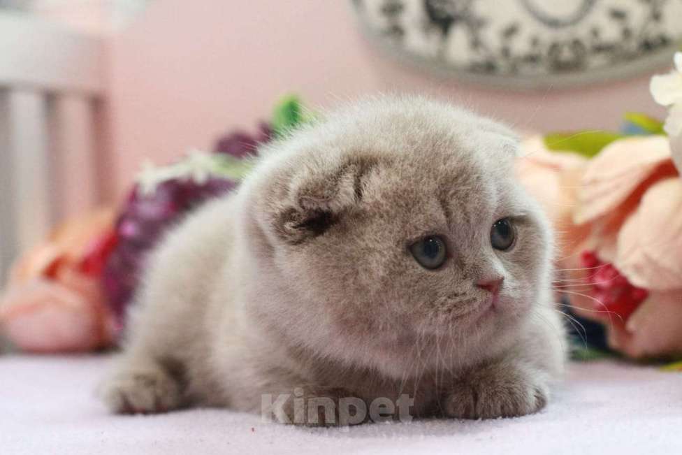 Кошки в Москве: Лиловая девочка  Девочка, 20 000 руб. - фото 2