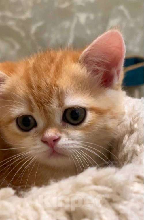 Кошки в Москве: Мраморная шотландская девочка Девочка, 45 000 руб. - фото 4