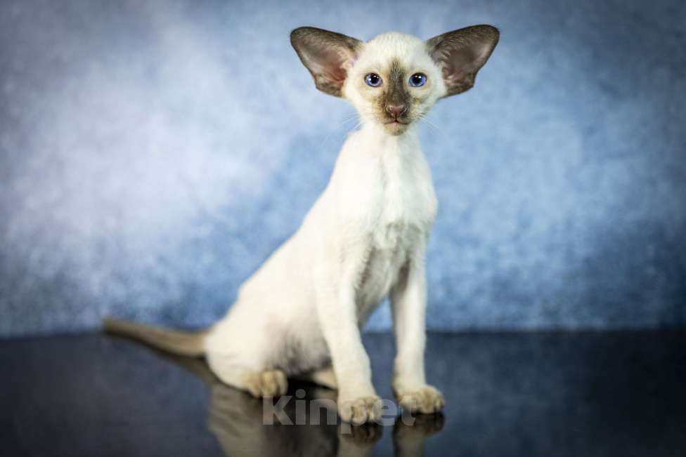 Кошки в Санкт-Петербурге: Сиамские Ориентальные Высокопородные котята Мальчик, 110 000 руб. - фото 1