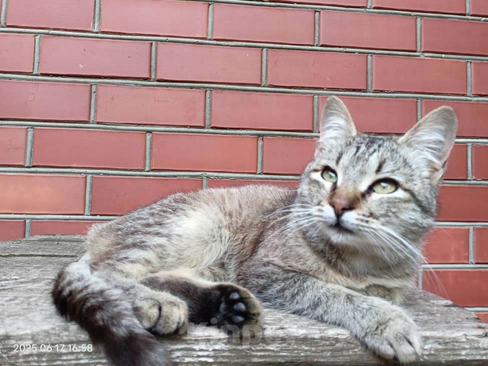 Кошки в Краснодаре: Годовалый котик Мальчик, Бесплатно - фото 4