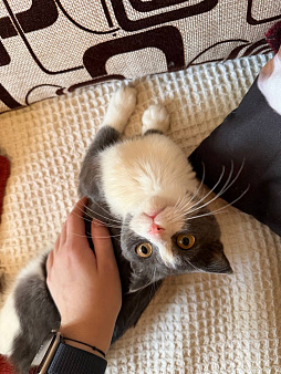 Вислоухий котенок в добрые руки