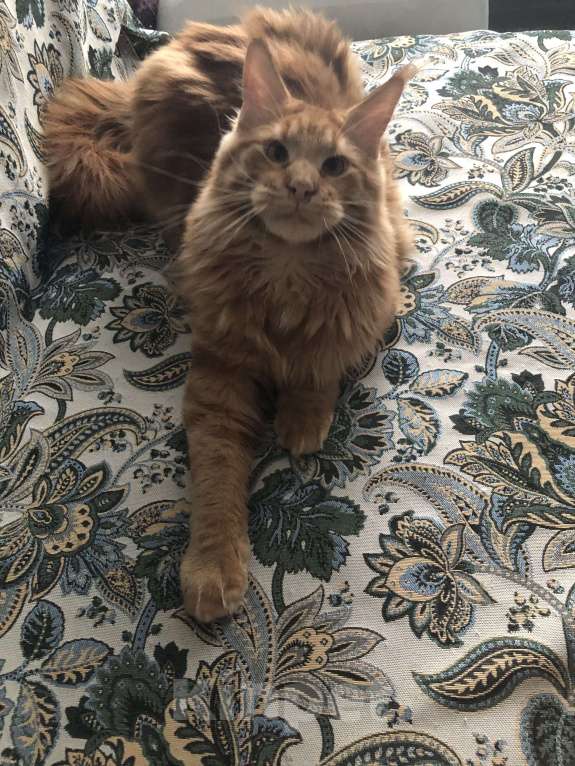 Кошки в Москве: В продаже мальчики породы Мейн кун Мальчик, 30 руб. - фото 4