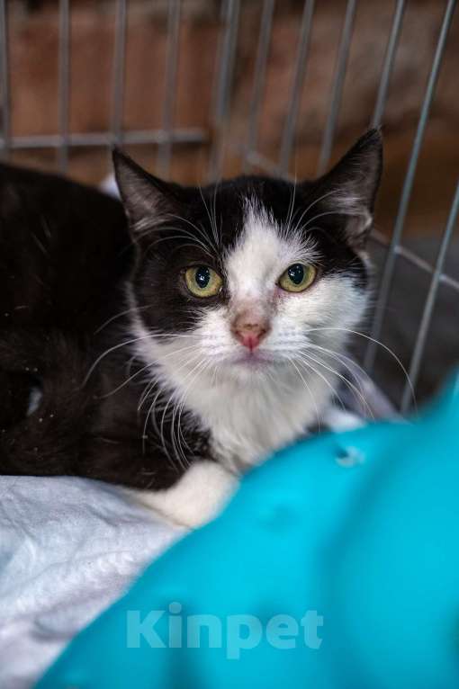 Кошки в Санкт-Петербурге: Феликс ищет дом Мальчик, Бесплатно - фото 5