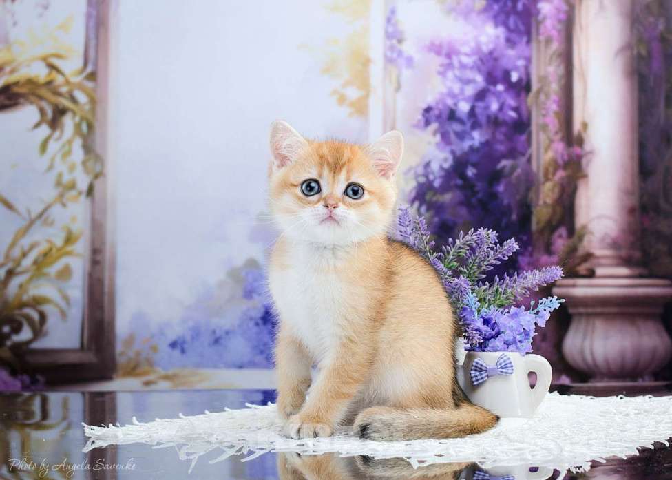 Кошки в Красноярске: Девочка,шотландская золотая шиншилла Девочка, 30 000 руб. - фото 2