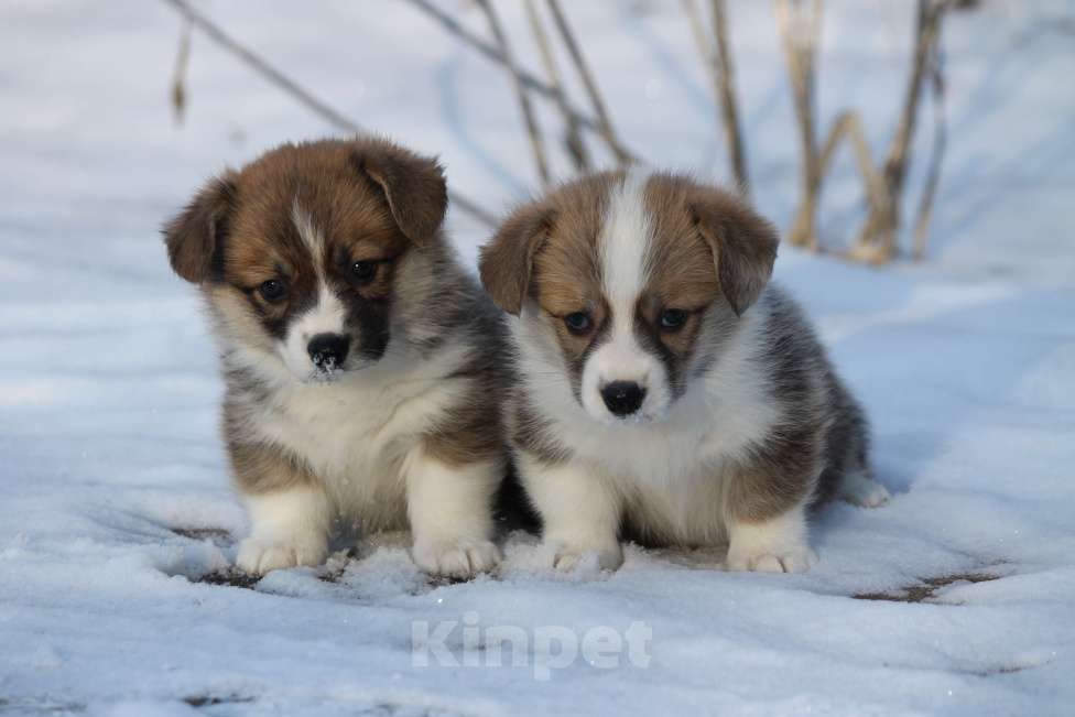 Собаки в Одинцово: Вельш Корги Пемброк Девочка, 50 000 руб. - фото 3
